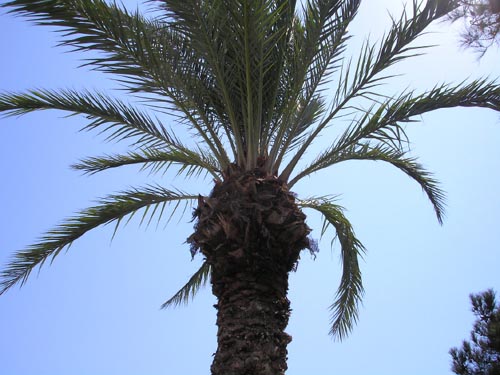Free Palm Tree Picture